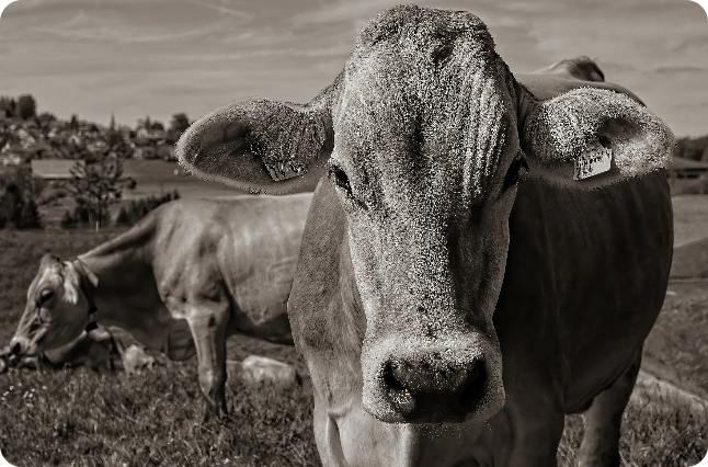 Πιτζάμα Plus Size Κάπρι "PijaMood" BIRTHDAY